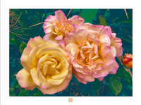 A GATHERING OF THE ROSES