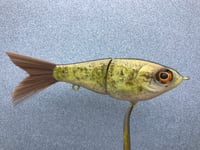 Image 1 of SPEEDBAITS Custom Airbrushed Swimbait NEOSHA 8801