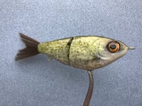 Image 2 of SPEEDBAITS Custom Airbrushed Swimbait NEOSHA 8802