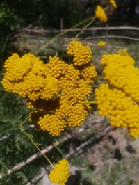 Image 1 of Golden Yarrow Seeds