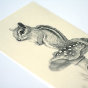 Image of Chipmunk
