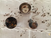 Image 2 of Tea Infuser - Ammonite