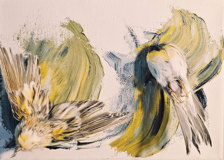 Image of Canvas 1/ Two Finches