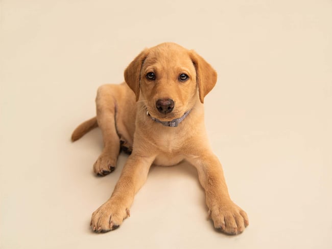 Mini Session Image Upgrade