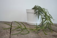 Image 2 of Hoya Linearis