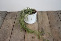 Image 3 of Hoya Linearis