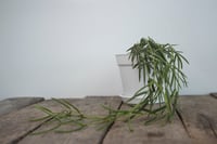 Image 4 of Hoya Linearis
