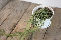 Image 1 of Hoya Linearis