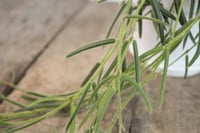 Image 5 of Hoya Linearis