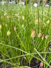 Image 2 of Narrowleaf Onion : Allium amplectens BUlBS
