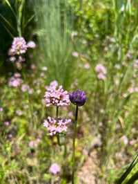 Image 4 of Ookow : Dichelostemma congestum BULBS