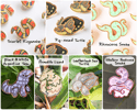 PinClub Reptiles (Standard)