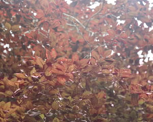 Image of 18ct Rose gold, 2mm, horn textured, wishbone ring