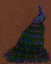 Peacock 8X10 Print