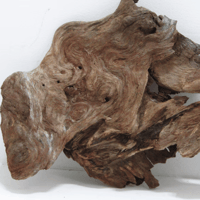 Image 3 of Shoreline Grace