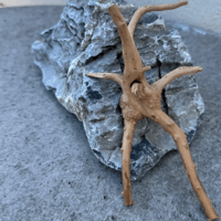 Image 2 of Malaysian Driftwood