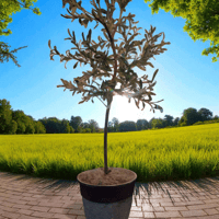 Image 5 of Lrg. 5'4" tall Faux Olive Tree in lrg Textured Pot 