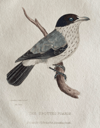 Image 2 of Antique bird print The Spotted Psaris