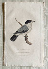 Image 1 of Antique bird print The Spotted Psaris
