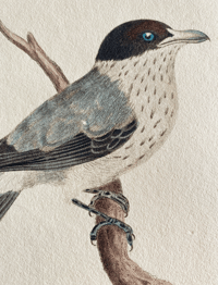 Image 3 of Antique bird print The Spotted Psaris
