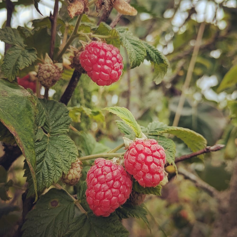 Image of YumolaYummington Raspberry Jam