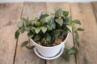 Image 2 of Hoya Krohniana 'Splash'