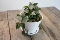 Image 3 of Hoya Krohniana 'Splash'