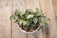 Image 1 of Hoya Krohniana 'Splash'