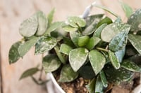 Image 4 of Hoya Krohniana 'Splash'