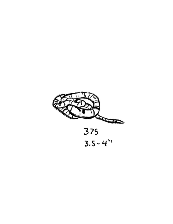 Image of Ink Snake