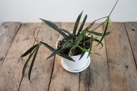 Image 1 of Hoya Shepherdii