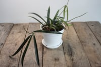 Image 2 of Hoya Shepherdii