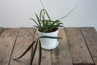 Image 3 of Hoya Shepherdii