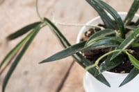 Image 4 of Hoya Shepherdii