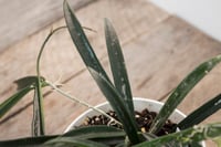 Image 5 of Hoya Shepherdii