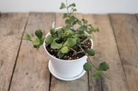 Image 1 of Hoya Kanyakumariana