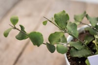 Image 2 of Hoya Kanyakumariana