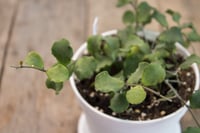 Image 4 of Hoya Kanyakumariana