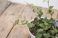 Image 3 of Hoya Kanyakumariana