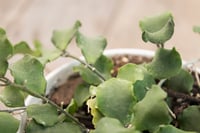 Image 5 of Hoya Kanyakumariana