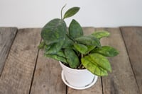 Image 1 of Hoya Finlaysonii 'Large Leaf'
