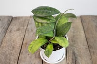 Image 2 of Hoya Finlaysonii 'Large Leaf'