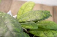 Image 3 of Hoya Finlaysonii 'Large Leaf'