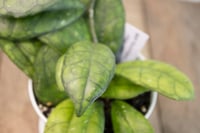 Image 4 of Hoya Finlaysonii 'Large Leaf'