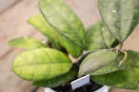 Image 5 of Hoya Finlaysonii 'Large Leaf'