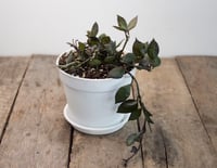 Image 1 of Hoya Krohniana 'Black'