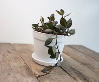 Image 2 of Hoya Krohniana 'Black'