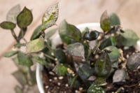 Image 3 of Hoya Krohniana 'Black'