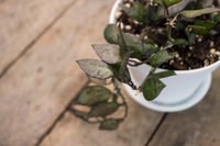 Image 4 of Hoya Krohniana 'Black'