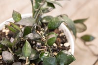 Image 5 of Hoya Krohniana 'Black'